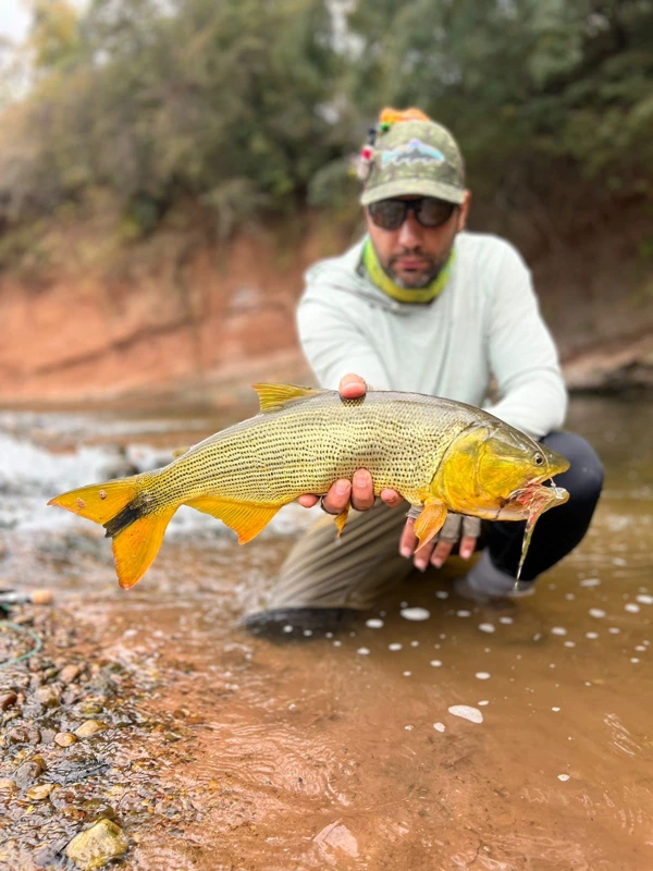 A golden dorado held beside the water.