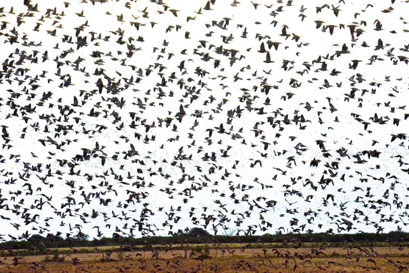 A flock above the countryside horizon.
