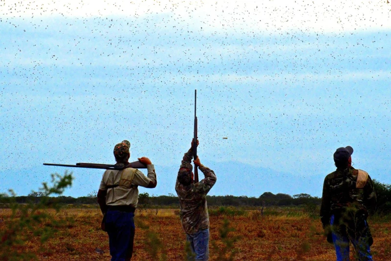 Participants beneath the passing birds.