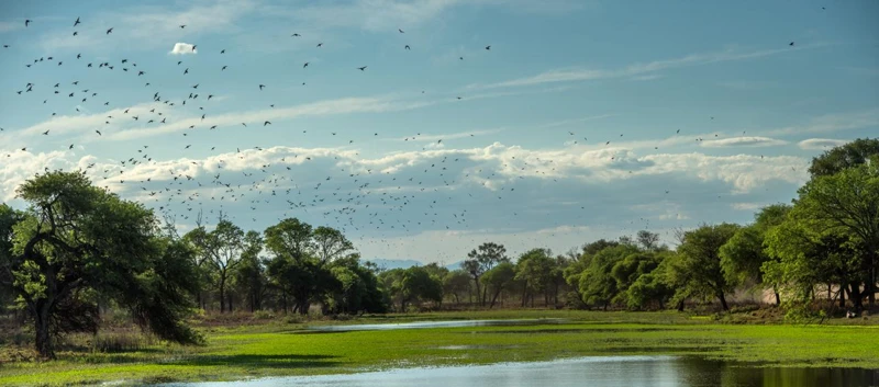 Water, trees and birds in the landscape.