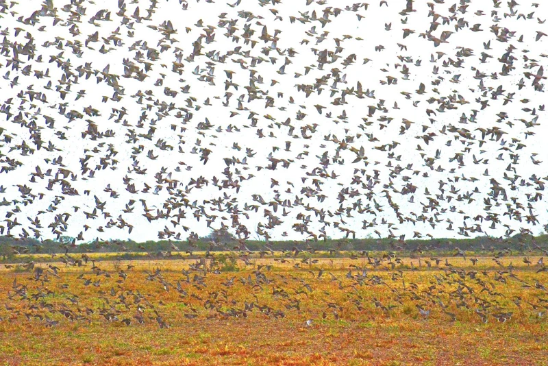 A flock of doves above the crops.