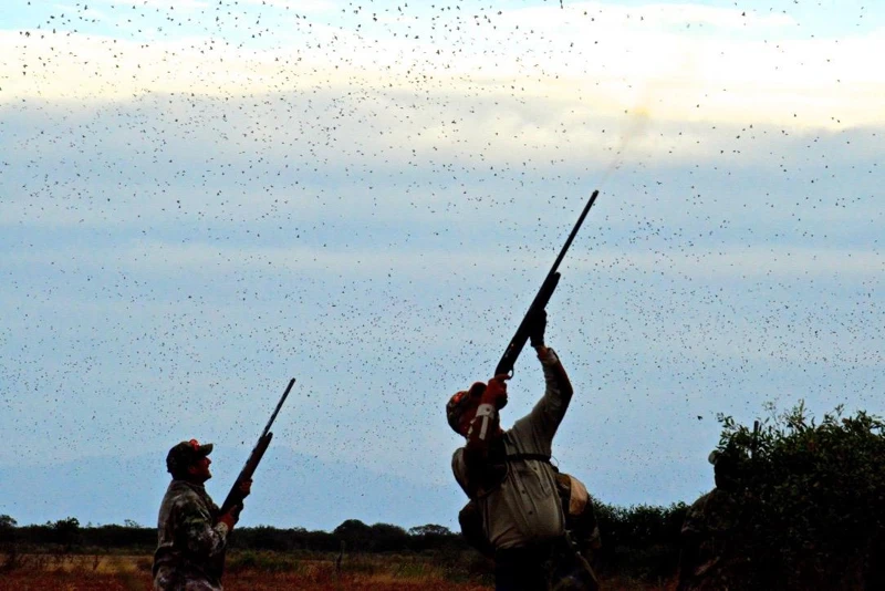 Two participants follow the passing birds.