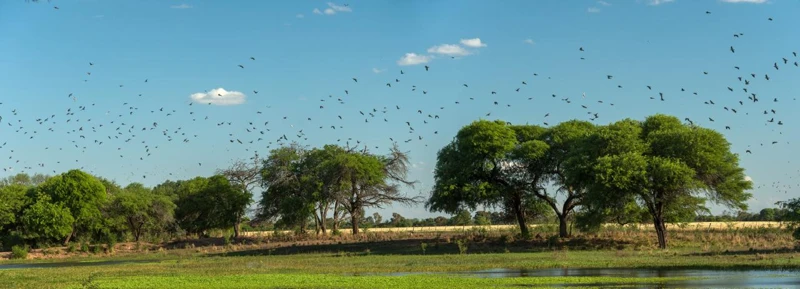 Trees and doves across an open landscape.