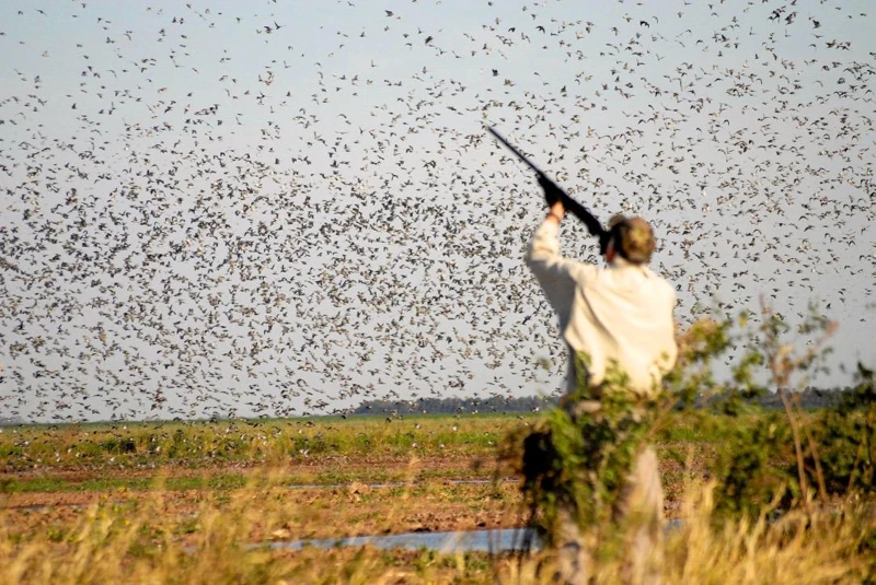 A participant during the flight of the birds.