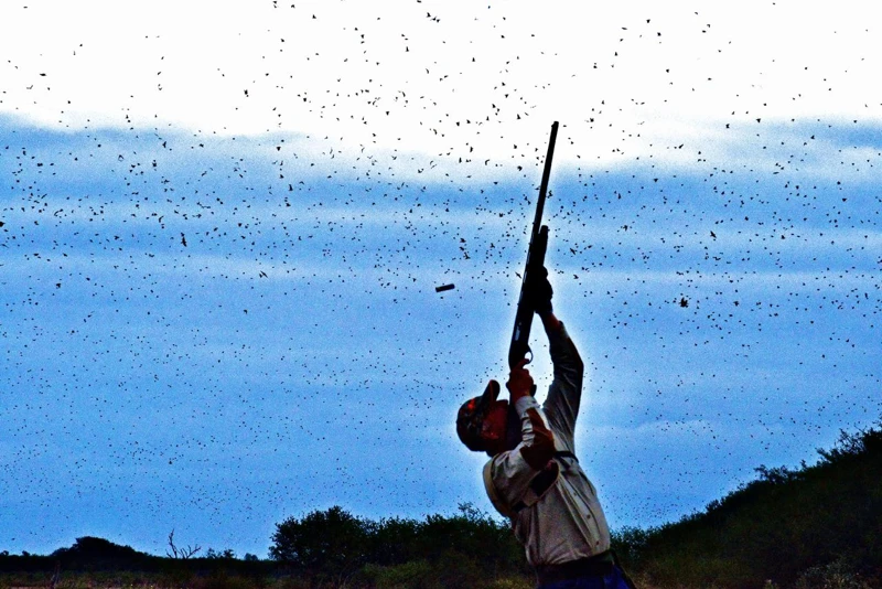 A hunting scene beneath a flock.