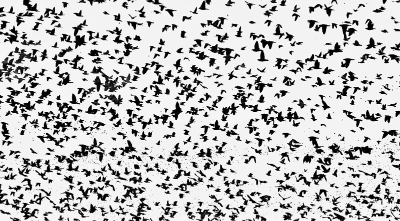 Doves in motion, seen against the sky.