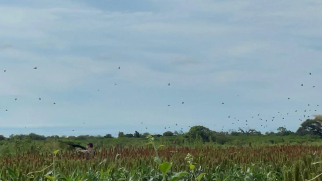 Doves above the crops and the horizon.