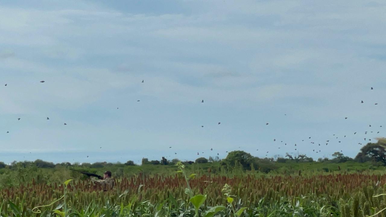 Doves flying over the countryside.